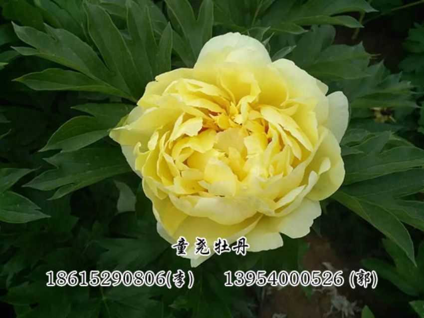 點(diǎn)擊查看詳細(xì)信息<br>標(biāo)題：黃色芍藥 閱讀次數(shù)：3052