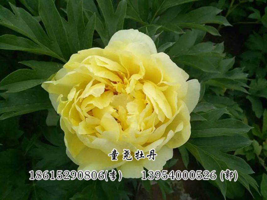 點(diǎn)擊查看詳細(xì)信息<br>標(biāo)題：黃色芍藥 閱讀次數(shù)：3205