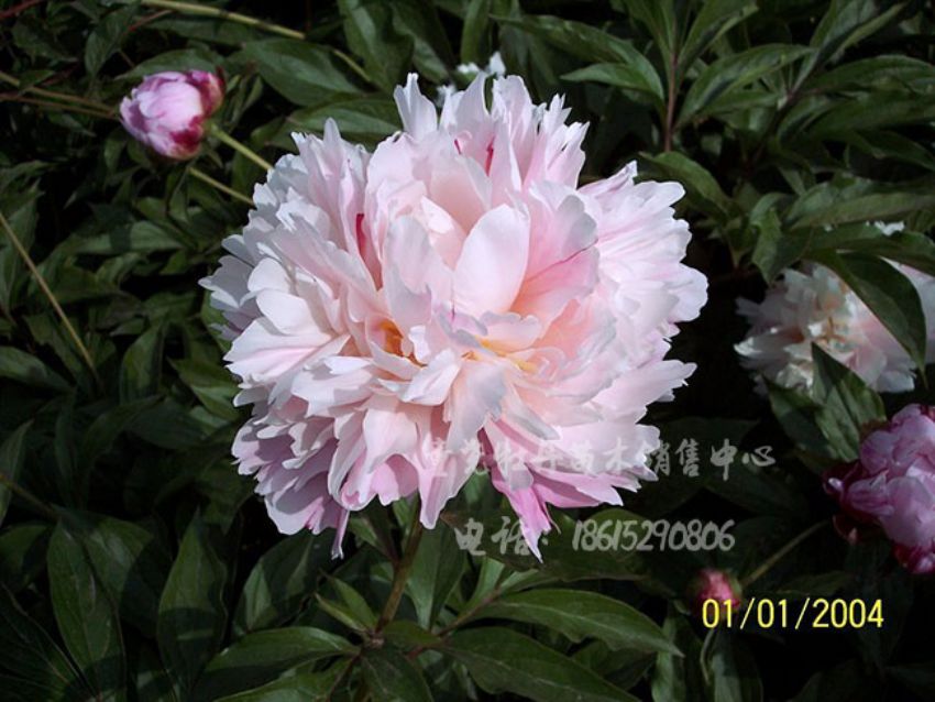 點(diǎn)擊查看詳細(xì)信息<br>標(biāo)題：粉盤藏珠 閱讀次數(shù)：3612