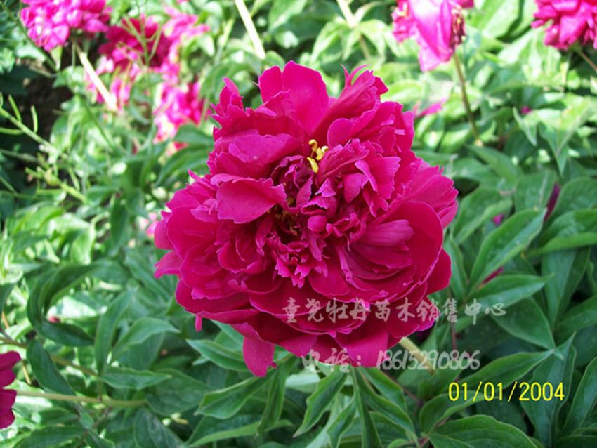 點(diǎn)擊查看詳細(xì)信息<br>標(biāo)題：大紅赤金 閱讀次數(shù)：3071
