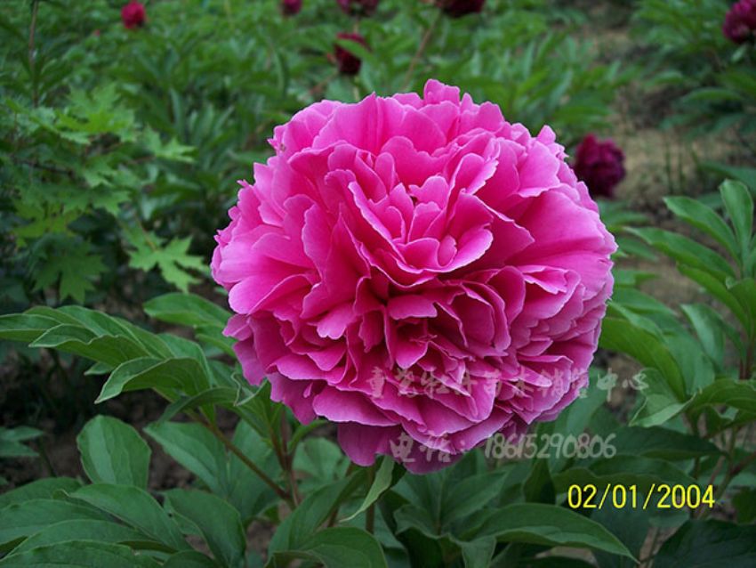 點(diǎn)擊查看詳細(xì)信息<br>標(biāo)題：紅茶花 閱讀次數(shù)：3133