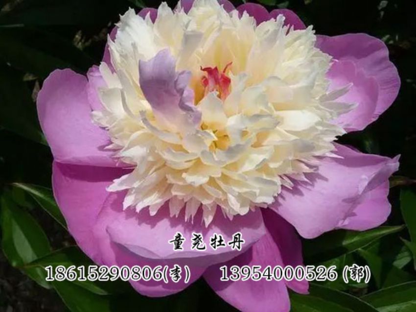 點(diǎn)擊查看詳細(xì)信息<br>標(biāo)題：復(fù)色芍藥 閱讀次數(shù)：3144