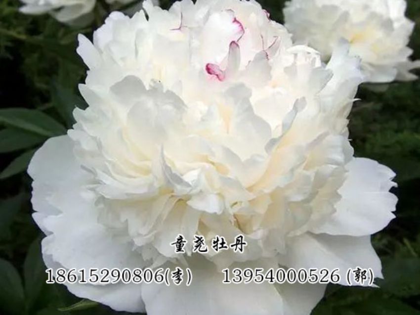 點(diǎn)擊查看詳細(xì)信息<br>標(biāo)題：白色芍藥 閱讀次數(shù)：3375