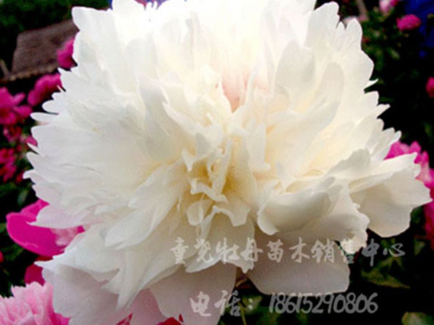 點(diǎn)擊查看詳細(xì)信息<br>標(biāo)題：雪山之玉 閱讀次數(shù)：3125