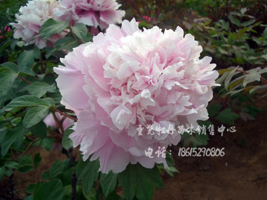 點(diǎn)擊查看詳細(xì)信息<br>標(biāo)題：粉翠樓 閱讀次數(shù)：2993