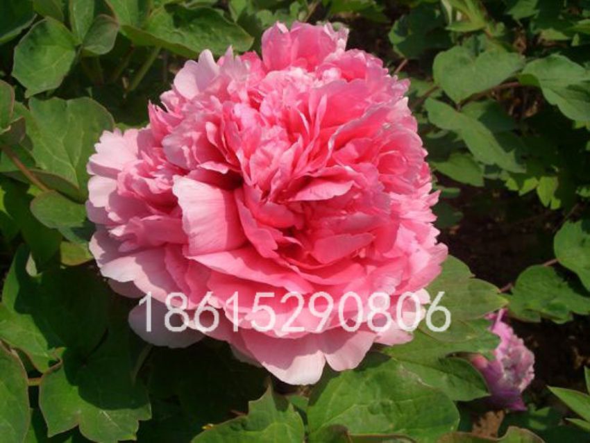 點(diǎn)擊查看詳細(xì)信息<br>標(biāo)題：紅玉樓 閱讀次數(shù)：3419
