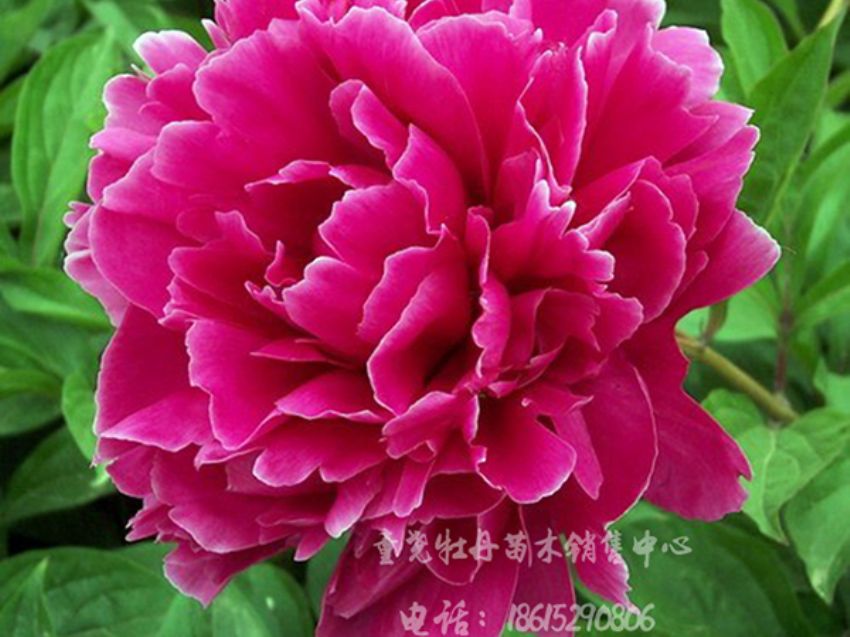 點(diǎn)擊查看詳細(xì)信息<br>標(biāo)題：花蝴蝶 閱讀次數(shù)：3091