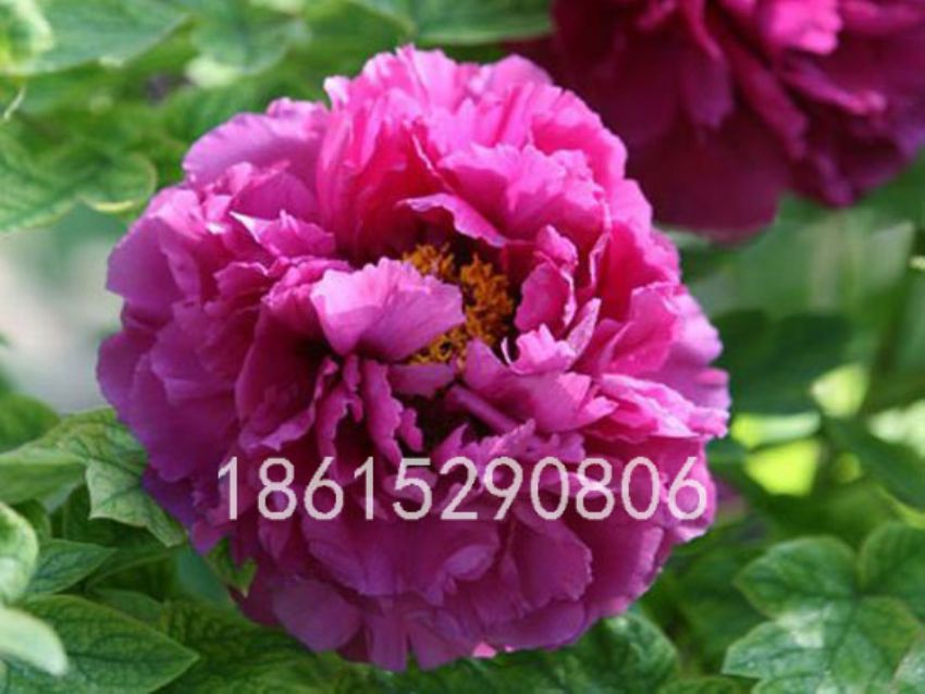 點(diǎn)擊查看詳細(xì)信息<br>標(biāo)題：錦袍紅 閱讀次數(shù)：3310