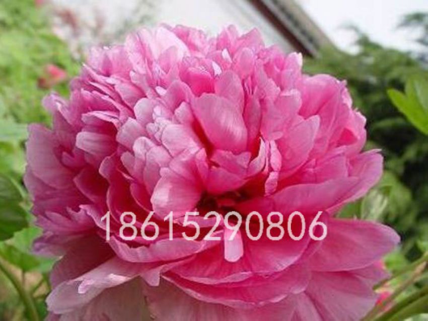 點(diǎn)擊查看詳細(xì)信息<br>標(biāo)題：萍實(shí)艷 閱讀次數(shù)：3088