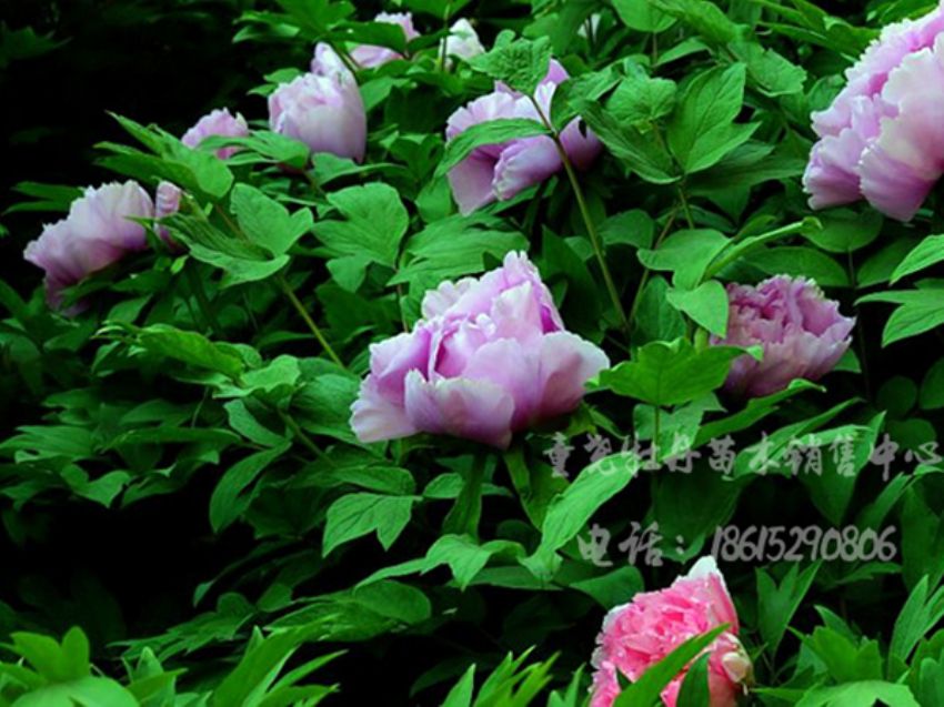 點(diǎn)擊查看詳細(xì)信息<br>標(biāo)題：藍(lán)芙蓉 閱讀次數(shù)：3461