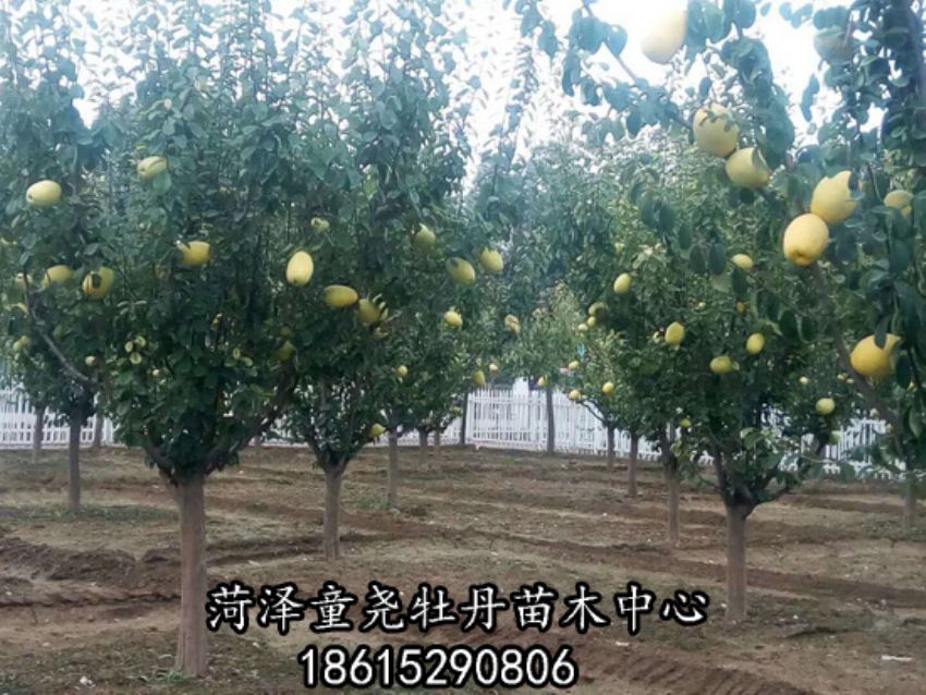 點(diǎn)擊查看詳細(xì)信息<br>標(biāo)題：木瓜樹 閱讀次數(shù)：3066