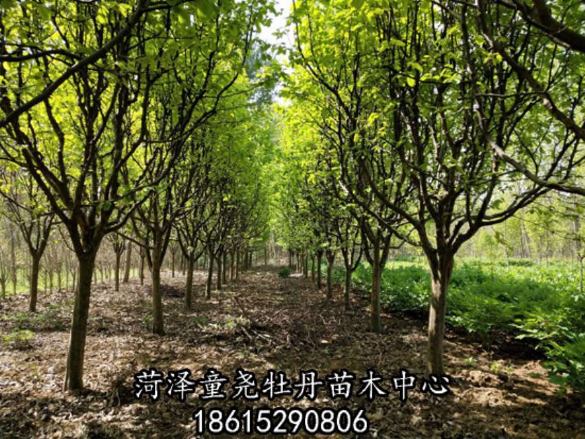 點(diǎn)擊查看詳細(xì)信息<br>標(biāo)題：木瓜樹 閱讀次數(shù)：2807