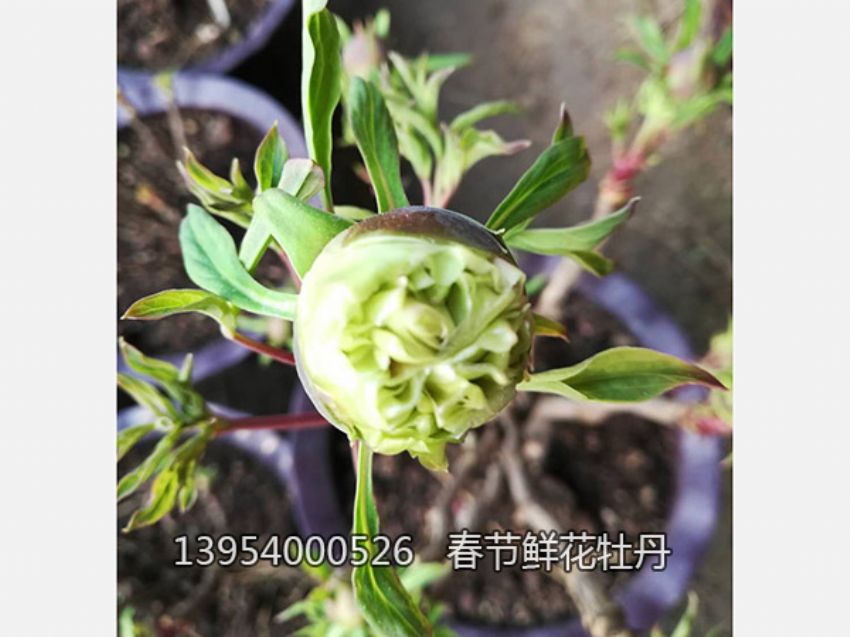 點(diǎn)擊查看詳細(xì)信息<br>標(biāo)題：盆栽催花牡丹 閱讀次數(shù)：2557