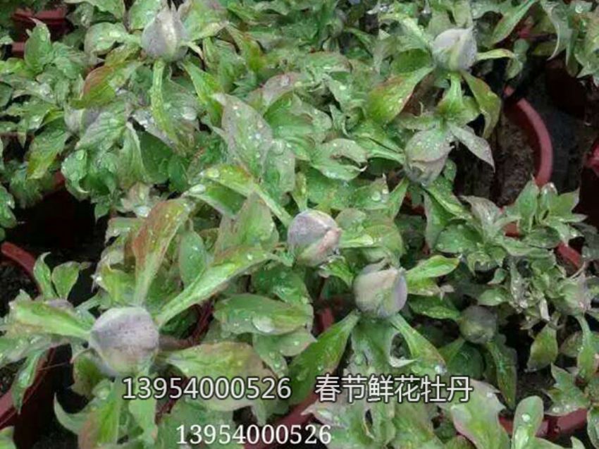 點(diǎn)擊查看詳細(xì)信息<br>標(biāo)題：盆栽催花牡丹 閱讀次數(shù)：2420