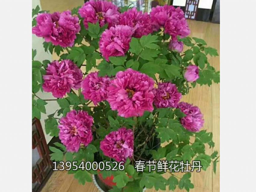 點(diǎn)擊查看詳細(xì)信息<br>標(biāo)題：盆栽催花牡丹 閱讀次數(shù)：2407