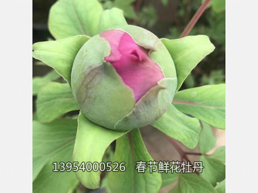 點(diǎn)擊查看詳細(xì)信息<br>標(biāo)題：盆栽催花牡丹 閱讀次數(shù)：2884
