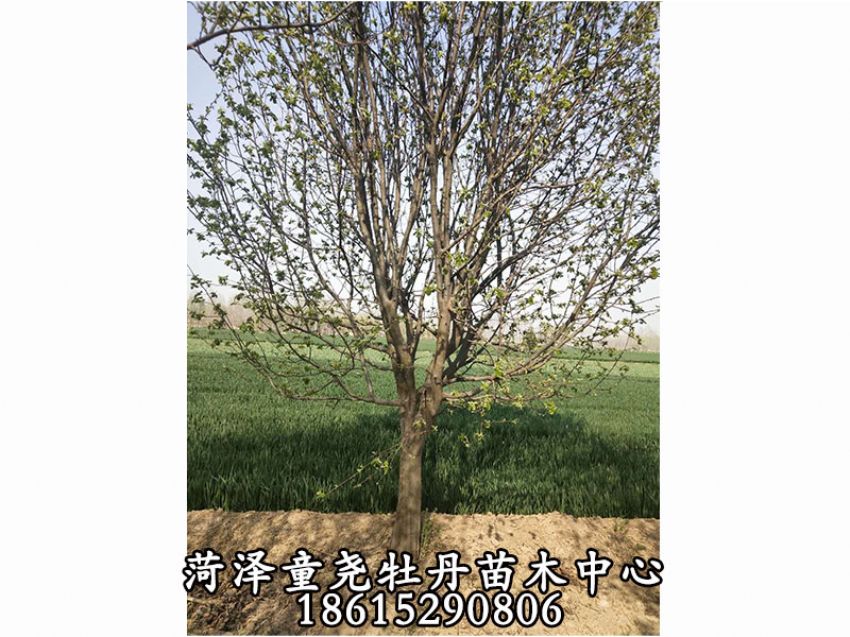 點(diǎn)擊查看詳細(xì)信息<br>標(biāo)題：20公分木瓜樹 閱讀次數(shù)：2098