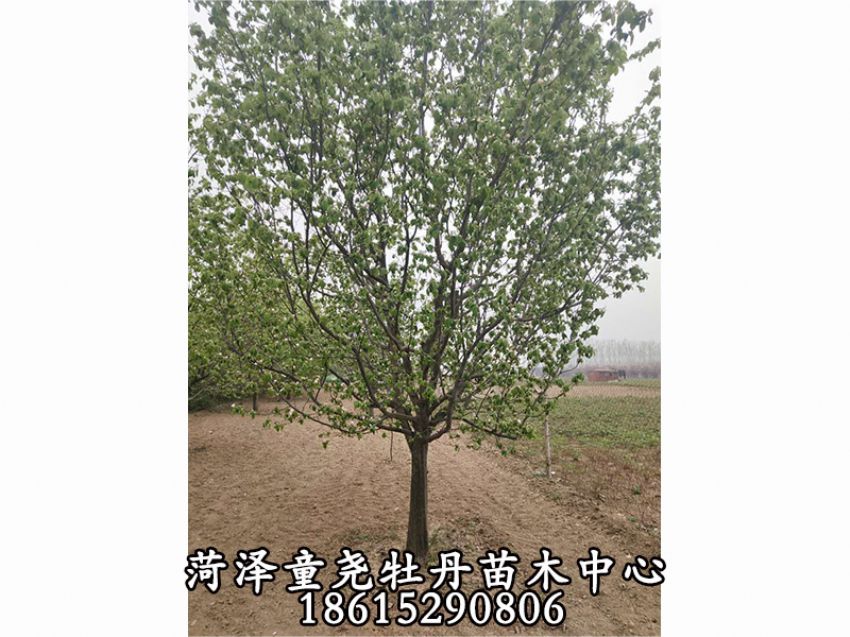 點(diǎn)擊查看詳細(xì)信息<br>標(biāo)題：20公分木瓜樹 閱讀次數(shù)：2154